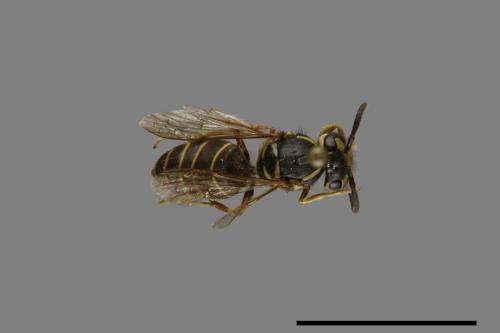 Vespula flaviceps[細黃胡蜂][00073386]