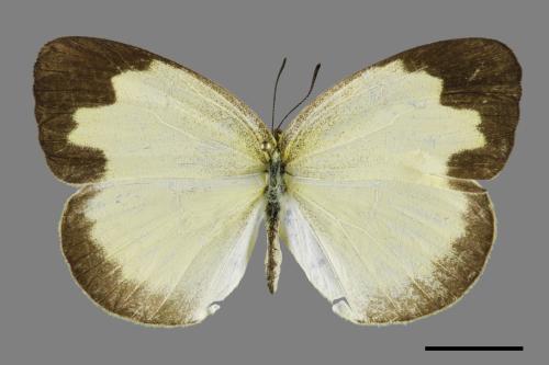 Eurema blanda arsakia[臺灣黃蝶][00101546]