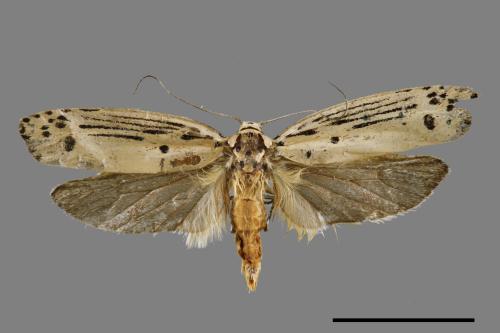 Ethmia lineatonotella[點帶織葉蛾][00061450]