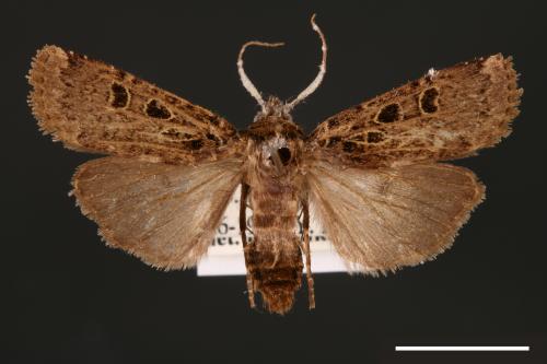 Hermonassa hemicyclia[00000950]