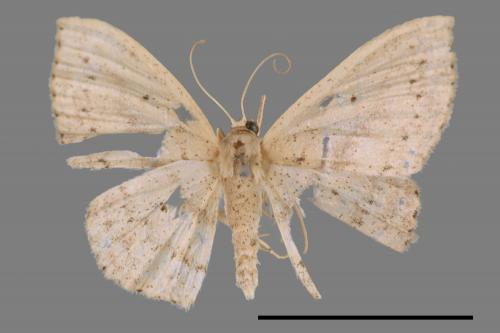 <已分類>Genus：Scopula[00019573]