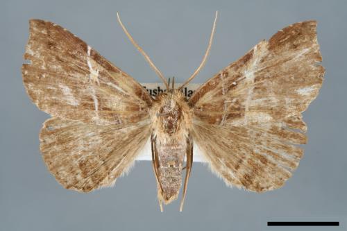 Sypnoides simplex[單析夜蛾][00006258]