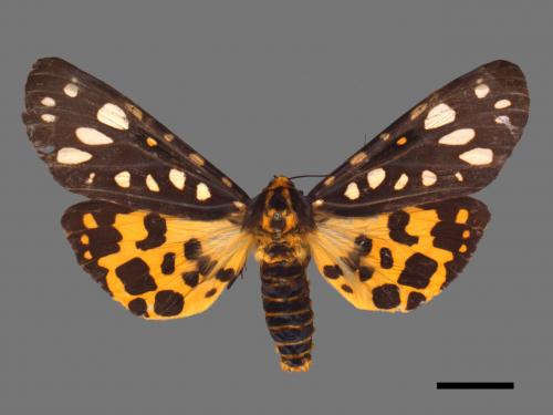 Aglaomorpha histrio formosana[大麗燈蛾][00018870]