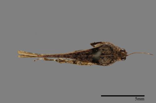 <已分類>Family：Tetrigidae[菱蝗科][00026144]