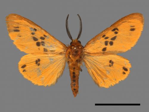 <已分類>Genus：Lemyra[00027349]