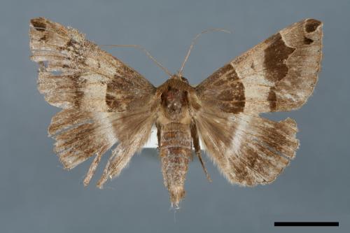 Dysgonia stuposa[00005659]