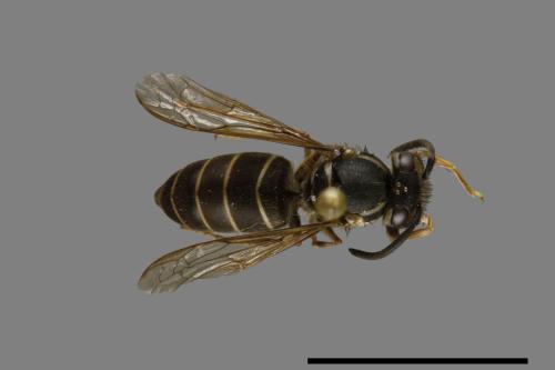 Vespula flaviceps[細黃胡蜂][00073260]