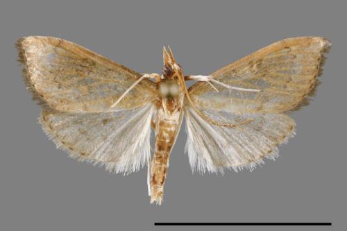 <已分類>Family：Crambidae[草螟科][00028253]