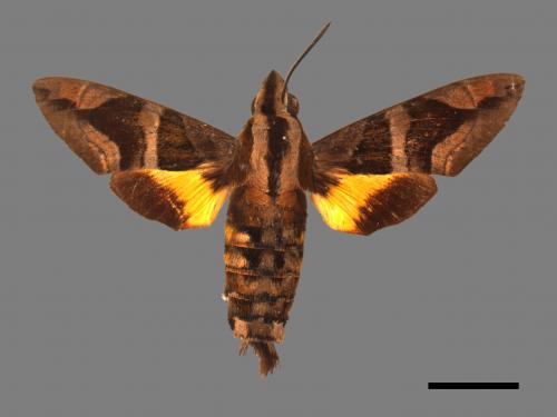 Macroglossum mitchellii imperator[背帶長喙天蛾][00024876]