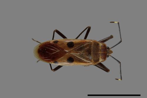 Physopelta quadriguttata[00040816]