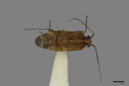 <已分類>Family：Miridae[盲椿象科][00079875]