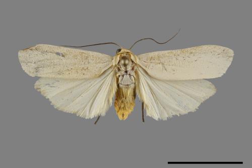 Eilema ranrunensis[乳白土苔蛾][00092751]