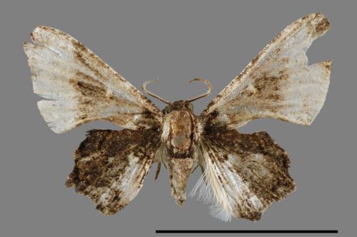 Monobolodes pernigrata[圓翅寬帶雙尾蛾][00012884]
