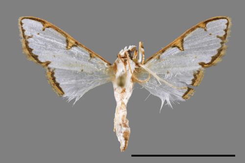 Cirrhochrista spinuella[00035011]