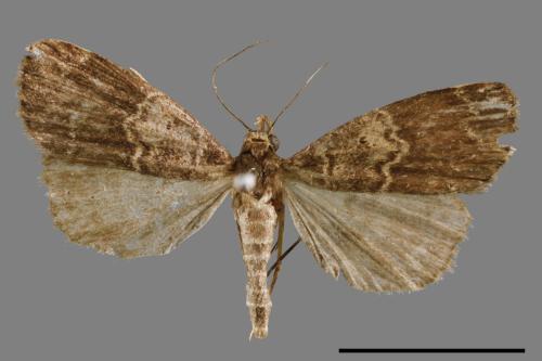 <已分類>Family：Noctuidae[夜蛾科][00010820]