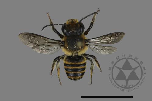 <已分類>Genus：Megachile[切葉蜂屬][00198594]