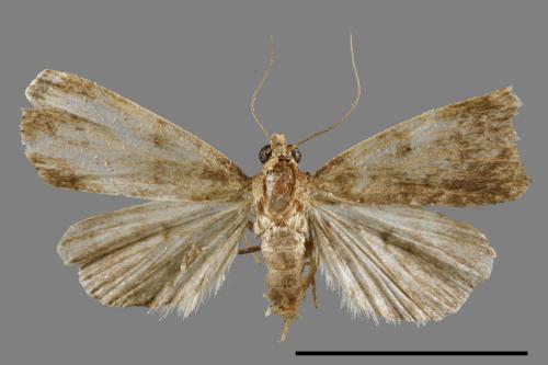 <已分類>Family：Noctuidae[夜蛾科][00010977]