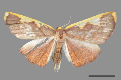 Nothomiza flavicosta[大黃齒尺蛾][00053778]