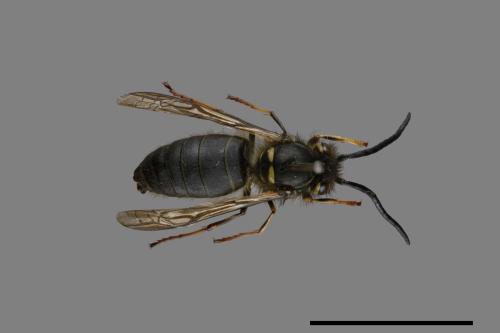 Vespula flaviceps[細黃胡蜂][00073435]