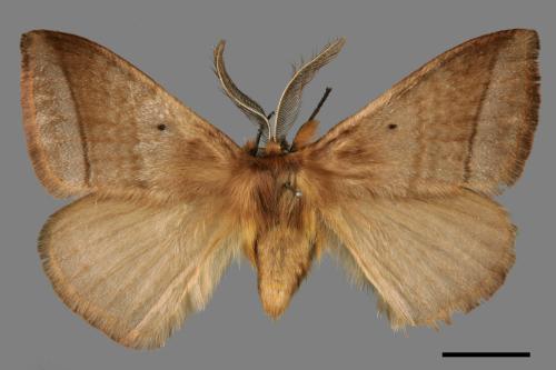 Apona fuliginosa[兩色帶蛾(灰帶蛾)][00069308]