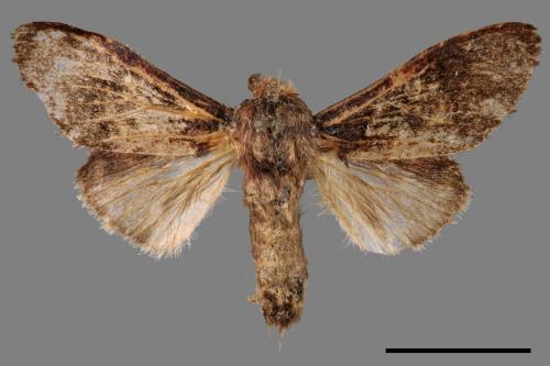Vaneeckeia pallidifascia centrobrunnea[褐丸舟蛾][00051329]