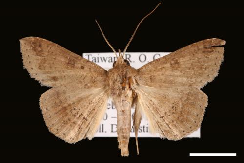 Ericeia inangulata[00030174]