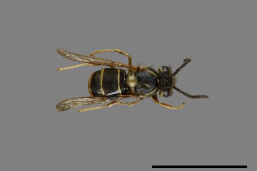 Vespula flaviceps[細黃胡蜂][00073256]