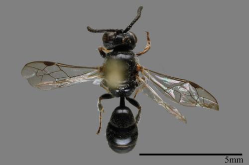 <已分類>Family：Sphecidae[細腰蜂科][00101421]