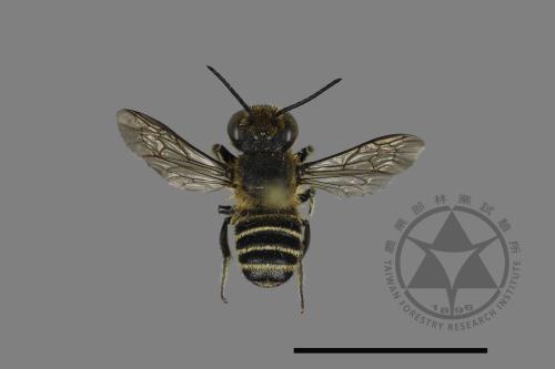 <已分類>Genus：Megachile[切葉蜂屬][00130680]