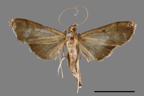 <已分類>Family：Crambidae[草螟科][00044311]