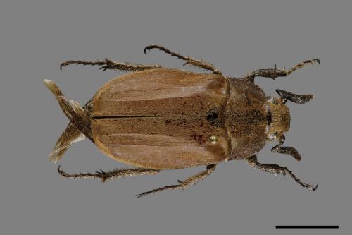 Melolontha insulana[島嶼粉吹金龜][00084693]