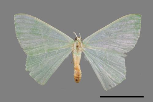 Pelagodes antiquadrarius[方翠尺蛾][00024249]