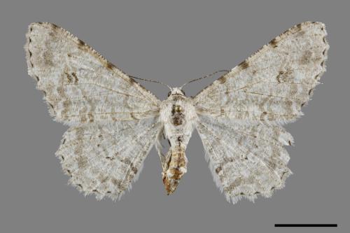 Lassaba parvalbidaria parvalbidaria[污雪雙斑尺蛾][00070353]