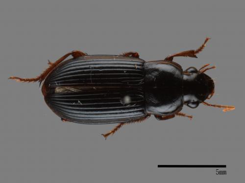 <已分類>Family：Carabidae[步行蟲科][00043247]