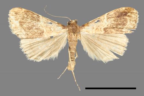 <已分類>Family：Noctuidae[夜蛾科][00011138]
