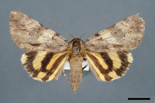 Catocala kuangtungensis[00006575]