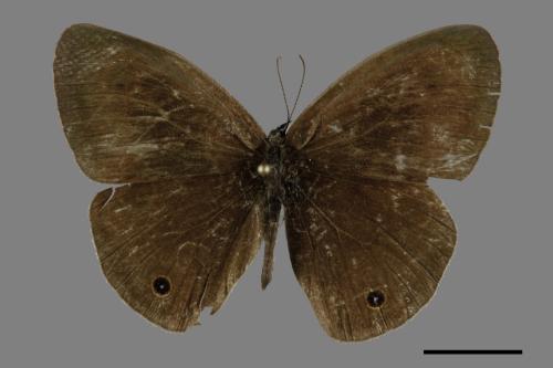 Ypthima multistriata[臺灣波紋蛇目蝶][00085301]