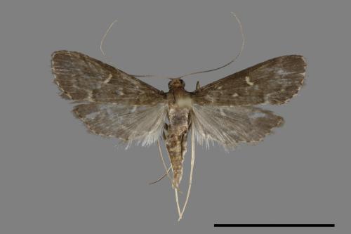 <已分類>Family：Crambidae[草螟科][00092554]
