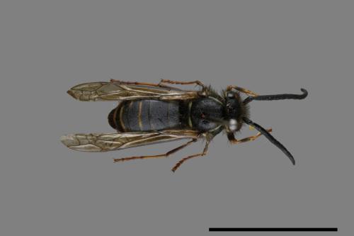 Vespula flaviceps[細黃胡蜂][00072915]