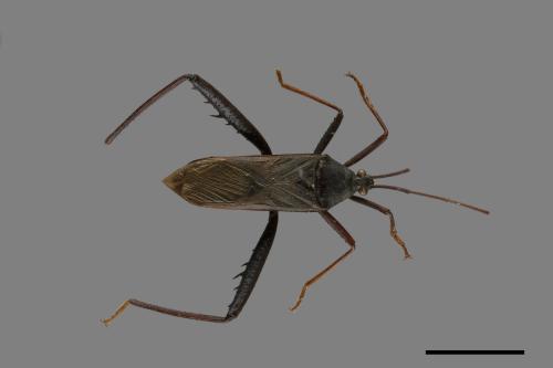 Notobitus meleagris[黑竹緣蝽][00075341]