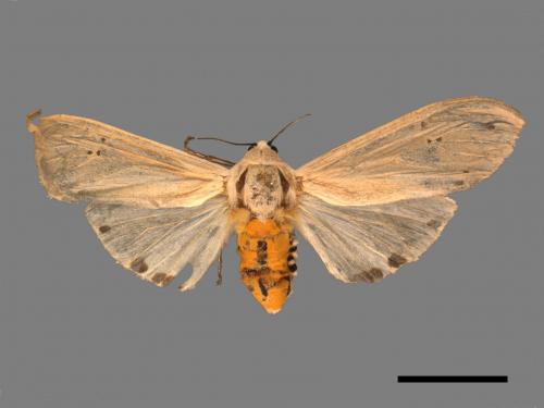 Creatonotos transiens vacillans[八點燈蛾][00050676]