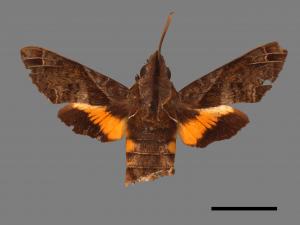 Macroglossum fritzei[佛瑞茲長喙天蛾][00016593]