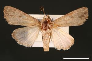 Spodoptera mauritia acronyctoides[灰翅夜蛾][00002746]