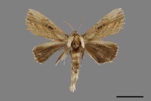 Ramesa albistriga[豹舟蛾][00055665]