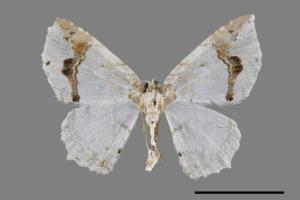 Asthena undulata[煙斗紋波尺蛾][00093392]