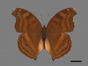 Junonia iphita[黑擬蛺蝶][00013313]