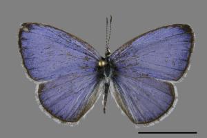 Celastrina lavendularis himilcon[埔里琉璃小灰蝶][00093930]