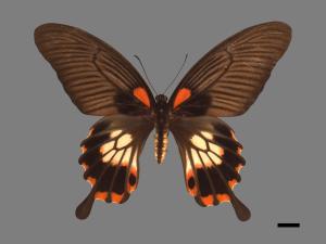 Papilio memnon heronus[大鳳蝶][00014097]