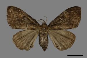 Ilema kosemponica[甲仙毒蛾][00039338]