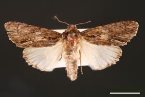 Acronicta denticulata pernivea[00000371]